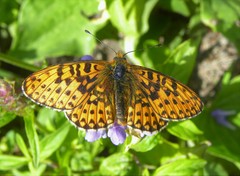Boloria euphrosyne