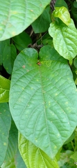 Tricyanaula aurantiaca