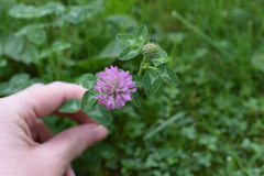 Trifolium pratense