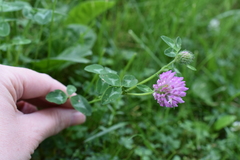 Trifolium pratense