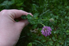 Trifolium pratense