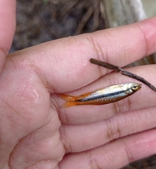 Rasbora