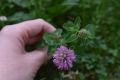 Trifolium pratense