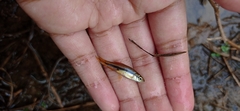 Rasbora