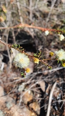 Acacia brunioides
