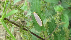 Eilema lurideola