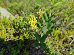 Astragalus frigidus