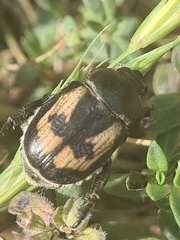Anisoplia