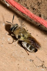 Stratiomys longicornis