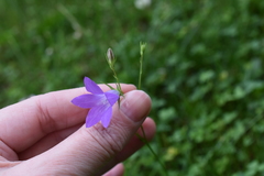 Campanula patula