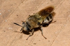 Stratiomys longicornis