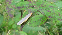 Eilema lurideola