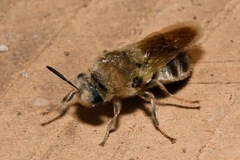 Stratiomys longicornis