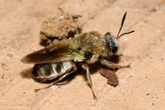 Stratiomys longicornis