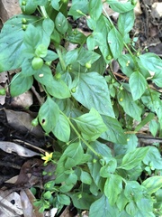 Lysimachia capillipes