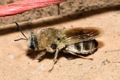 Stratiomys longicornis