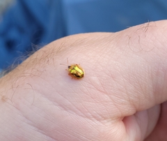 Deloyala guttata