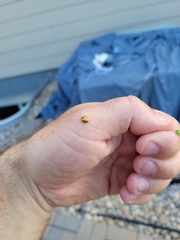 Deloyala guttata