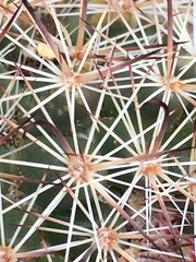 Mammillaria dioica