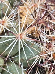 Mammillaria dioica