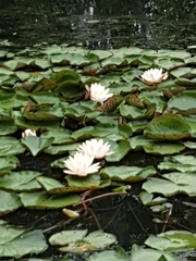 Nymphaea × marliacea