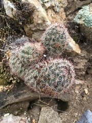 Mammillaria dioica