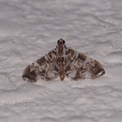 Chabula acamasalis