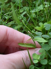 Campanula patula