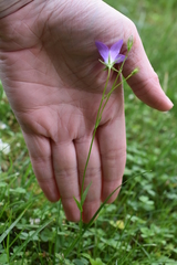 Campanula patula