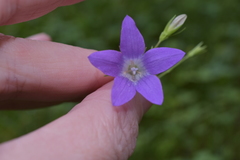 Campanula patula