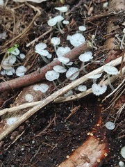 Fungi