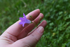 Campanula patula