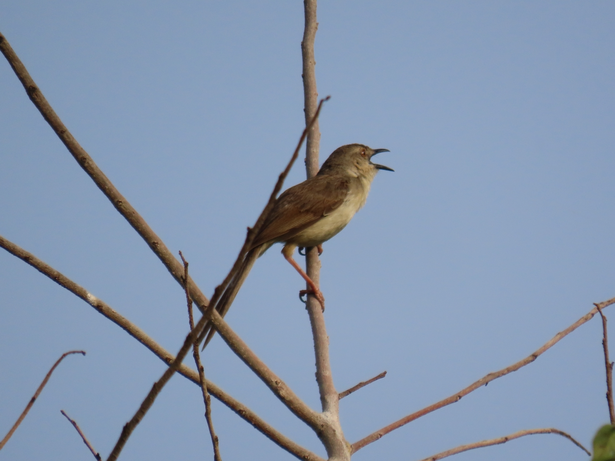 Plain Prinia