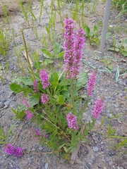 Lythrum salicaria