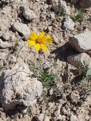 Amblyolepis setigera