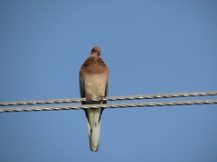 Streptopelia senegalensis