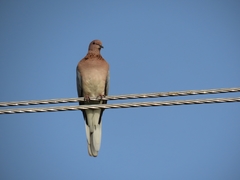 Streptopelia senegalensis