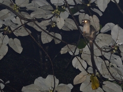 Arctogalidia trivirgata