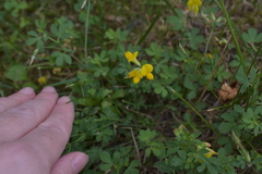 Lotus corniculatus