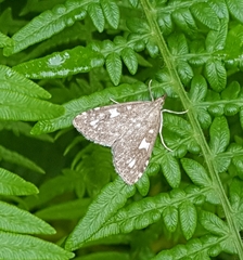 Udea olivalis