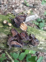 Auricularia auricula-judae