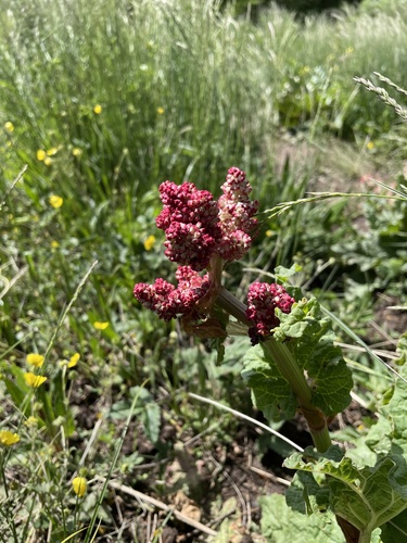 Rhubarb
