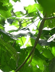 Dendrelaphis kopsteini