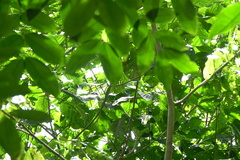 Dendrelaphis kopsteini