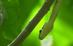 Dendrelaphis kopsteini