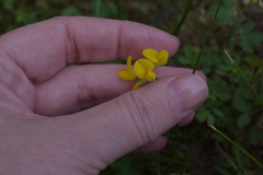 Lotus corniculatus