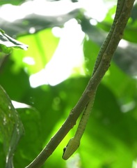 Dendrelaphis kopsteini