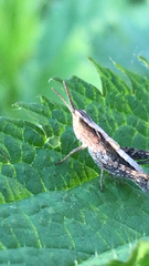 Chorthippus brunneus