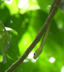 Dendrelaphis kopsteini