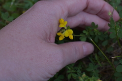 Lotus corniculatus